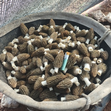 羊肚菌