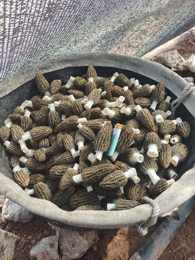羊肚菌