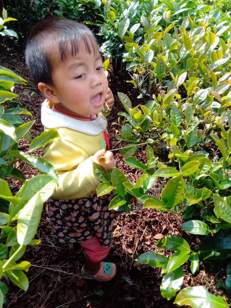 绿春茶叶批发店