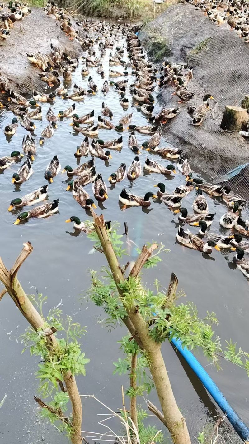 绿头鸭