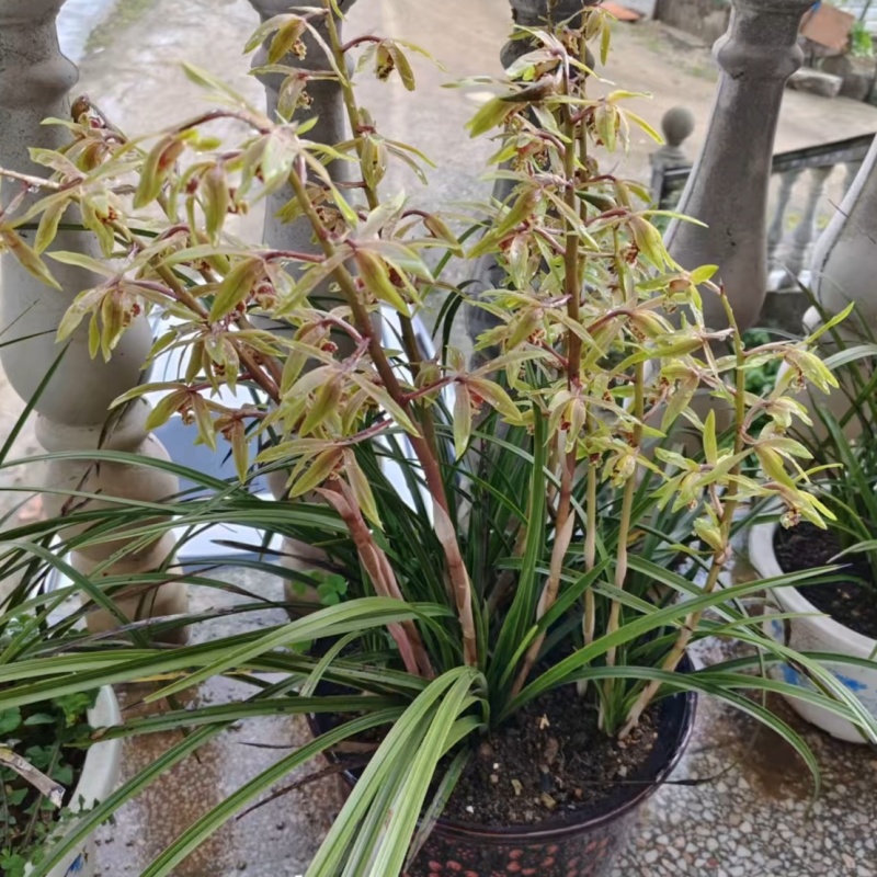 老品种兰花草春兰蕙兰下坡草皮实好养室内外盆景叶长青花香浓包活