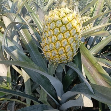 香水菠萝🍍