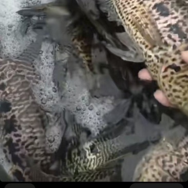澜沧江淡水石班鱼