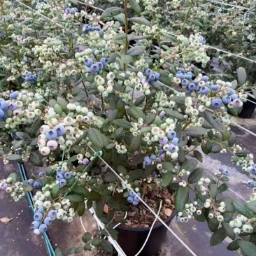 带花带果25升加仑盆处理