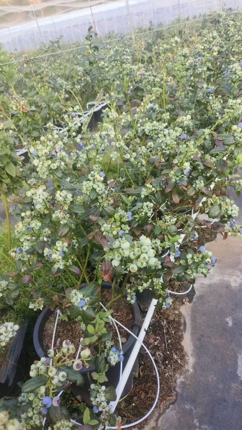 带花带果25升加仑盆处理