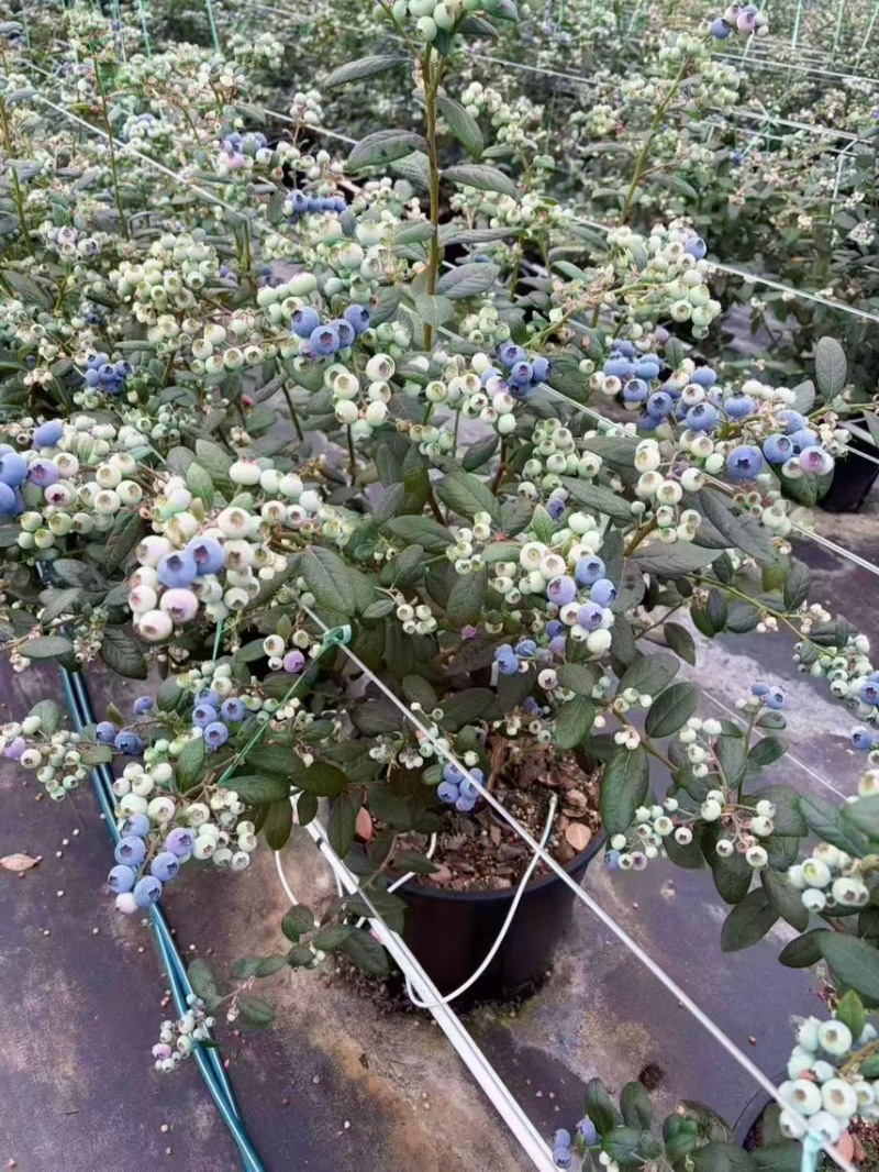 带花带果25升加仑盆处理