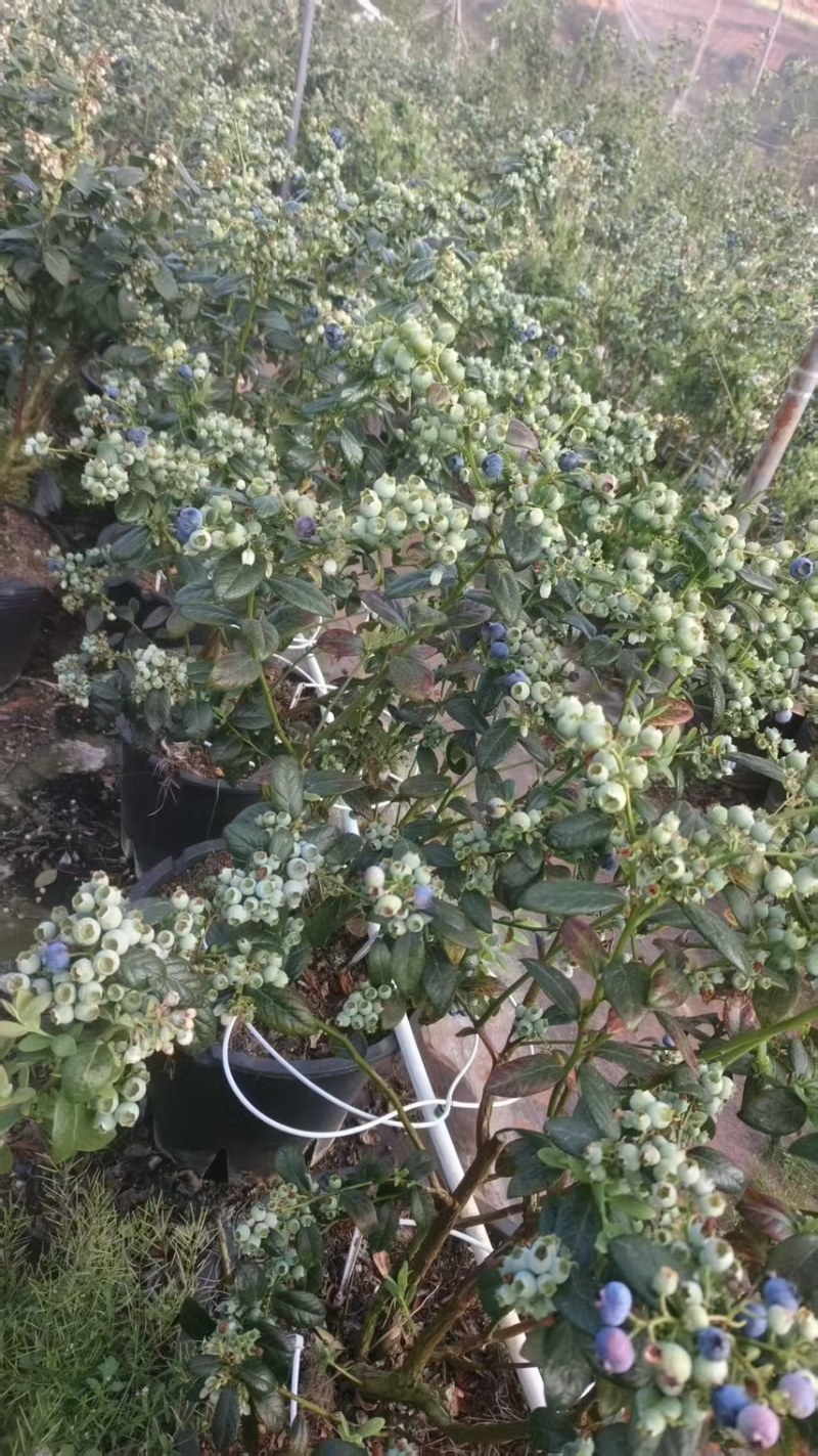带花带果25升加仑盆处理