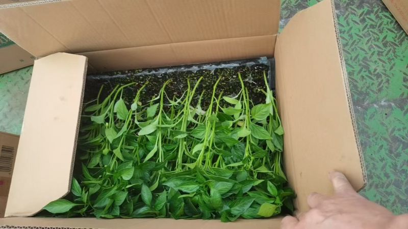 辣椒苗品种齐全育苗基地直供现挖现发量大从优抗病高产