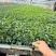 辣椒苗品种齐全育苗基地直供现挖现发量大从优抗病高产