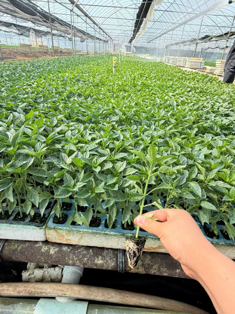 辣椒苗品种齐全育苗基地直供现挖现发量大从优抗病高产
