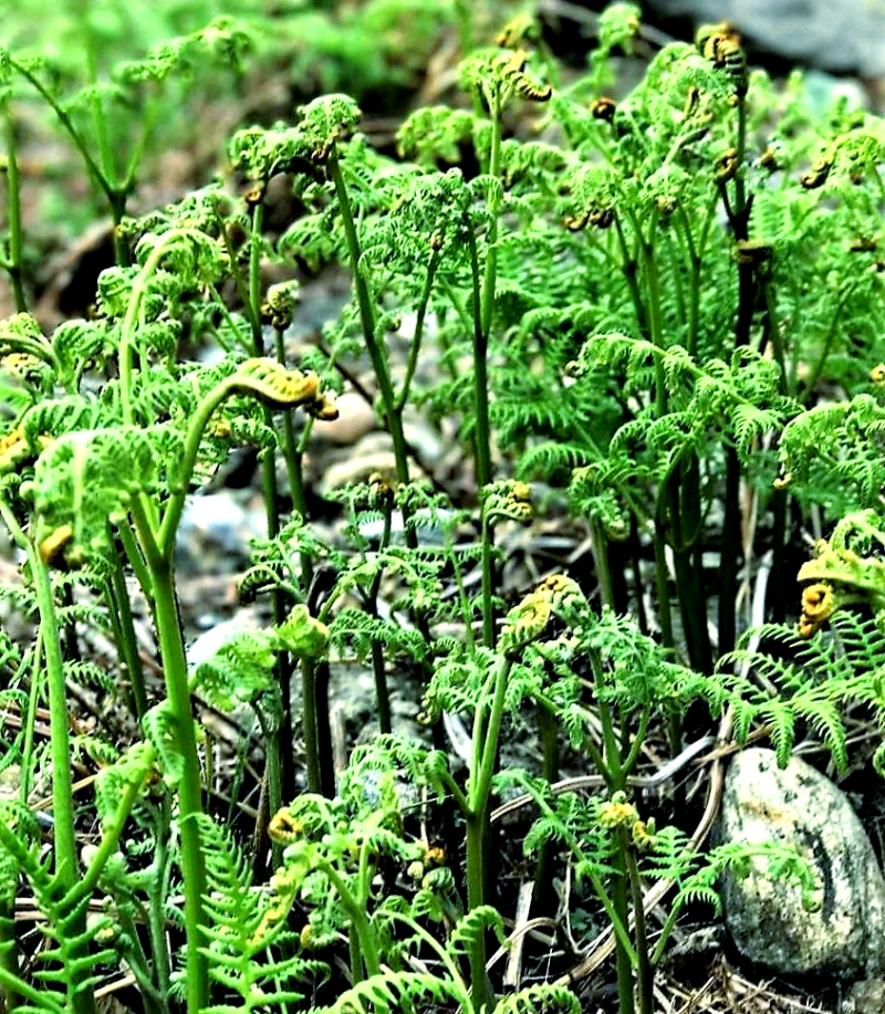 纯正山上野生