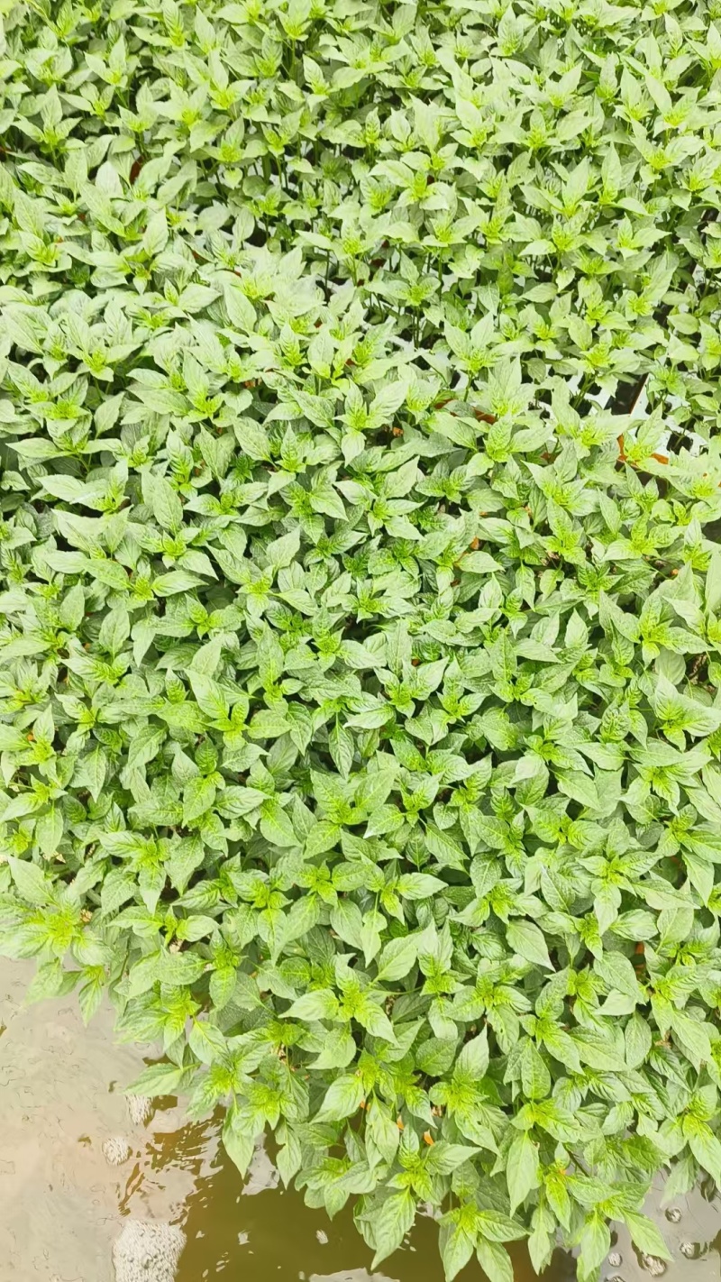 朝天椒，小米椒，七彩椒