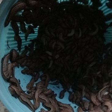 蛞蝓鼻涕虫