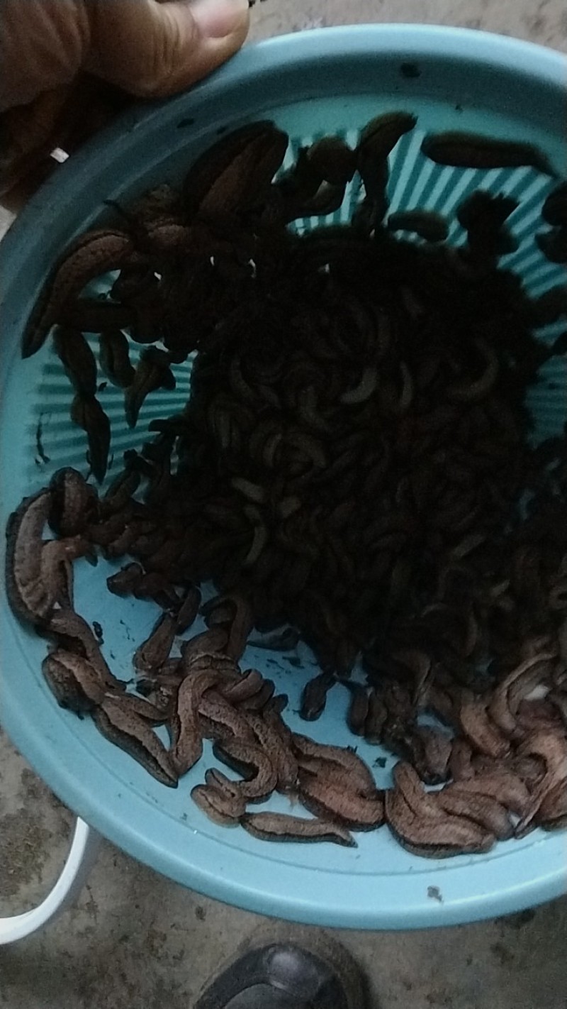 蛞蝓鼻涕虫