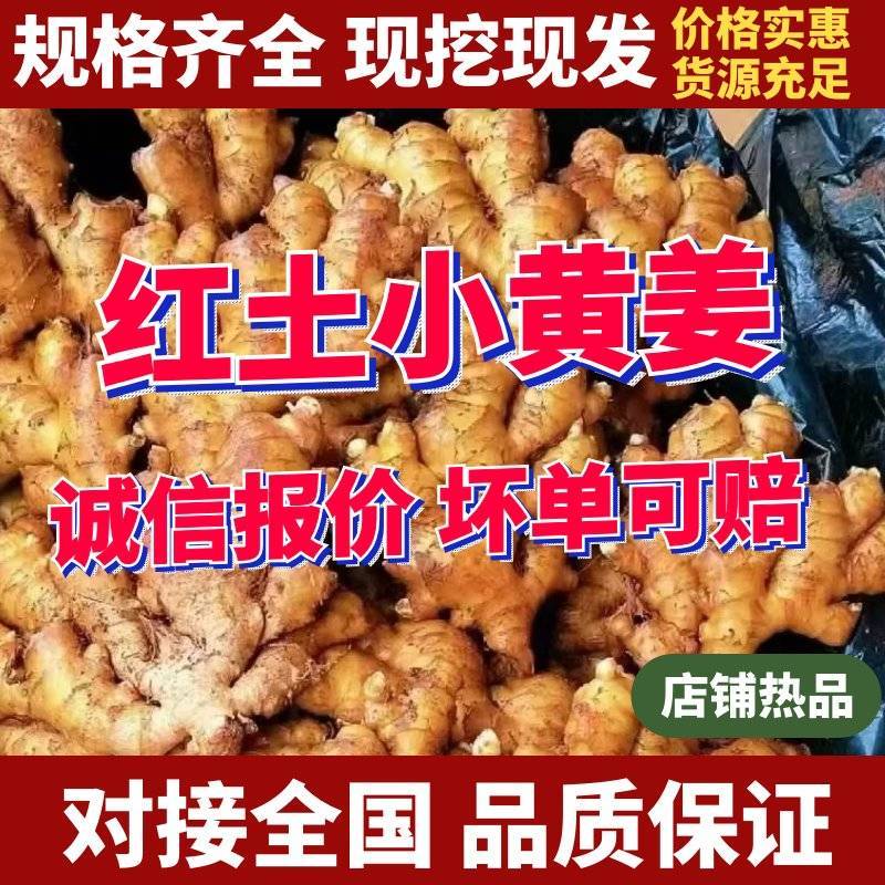 云南红土小黄姜【大黄二黄】加工厂批发电商/全国发货