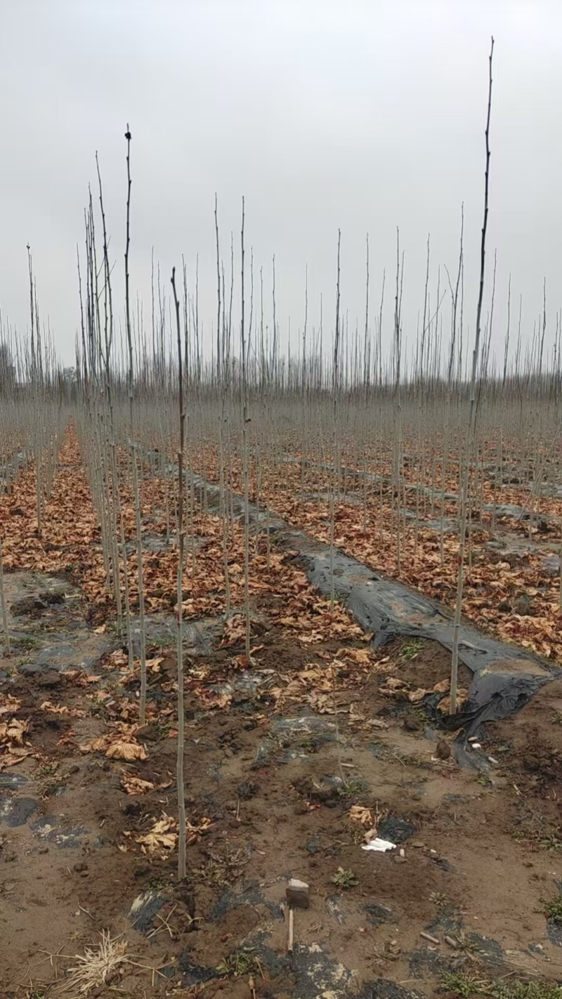 大量出售法桐树苗规格全数量大***********