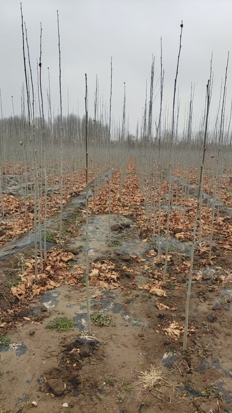 大量出售法桐树苗规格全数量大***********