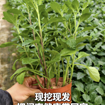 漳州正宗片仔癀草苗带根裸苗现挖现发成活率高100棵每件