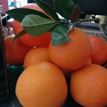 重庆云阳纽荷脐橙
