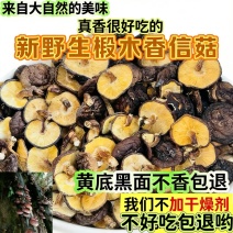 新椴木香菇原木香信菇冬菇特产