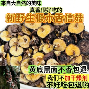 新椴木香菇原木香信菇冬菇特产