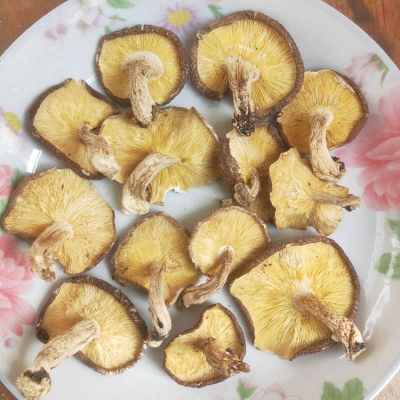 新椴木香菇原木香信菇冬菇特产