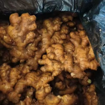 云南小黄姜