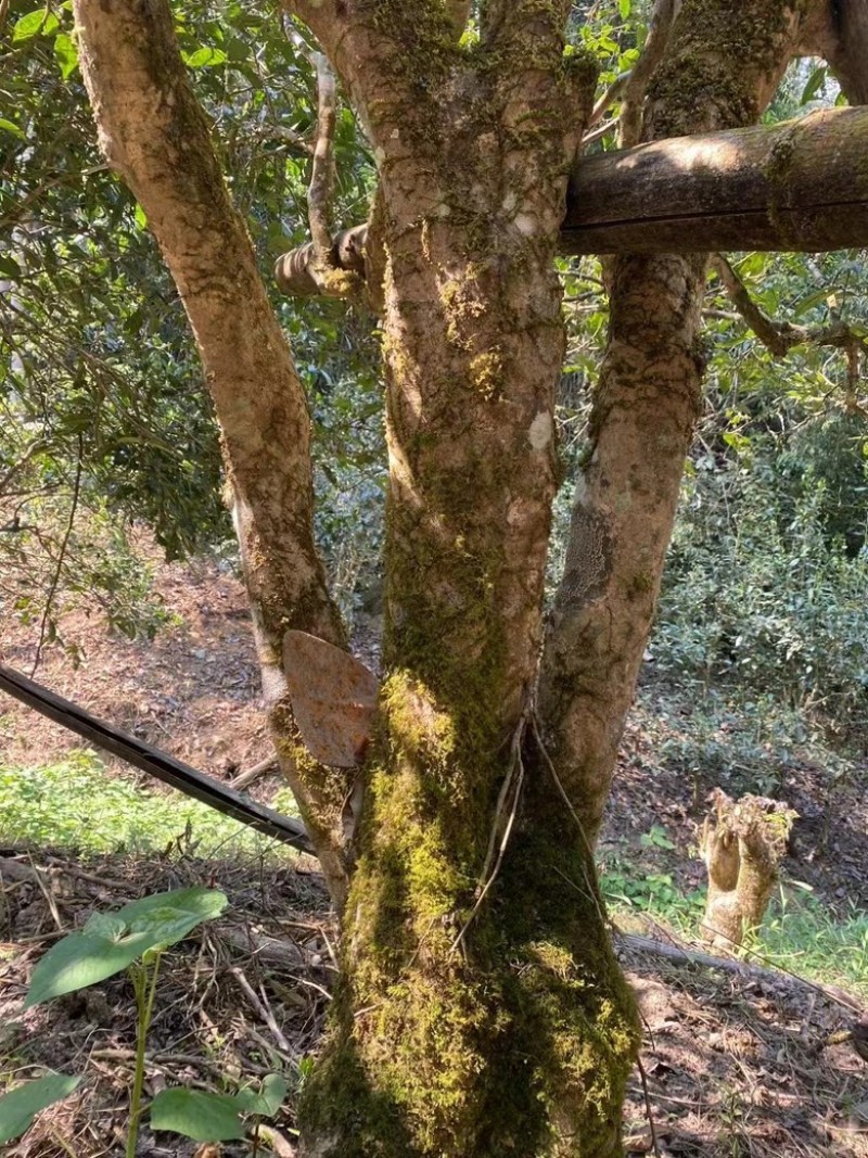 普洱茶，贺开-保唐-滑竹梁子-老班章-班盆-等各大名山