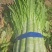 莴苣