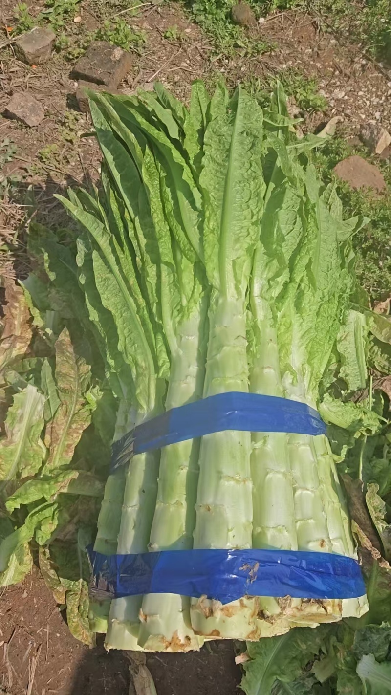 莴苣