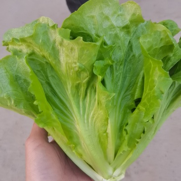 精品生菜大量有货支持电商市场