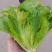 精品生菜大量有货支持电商市场