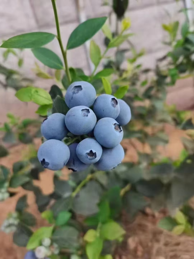 山东蓝莓，供抖音，多多，视频号，邮政，对接电商一件代