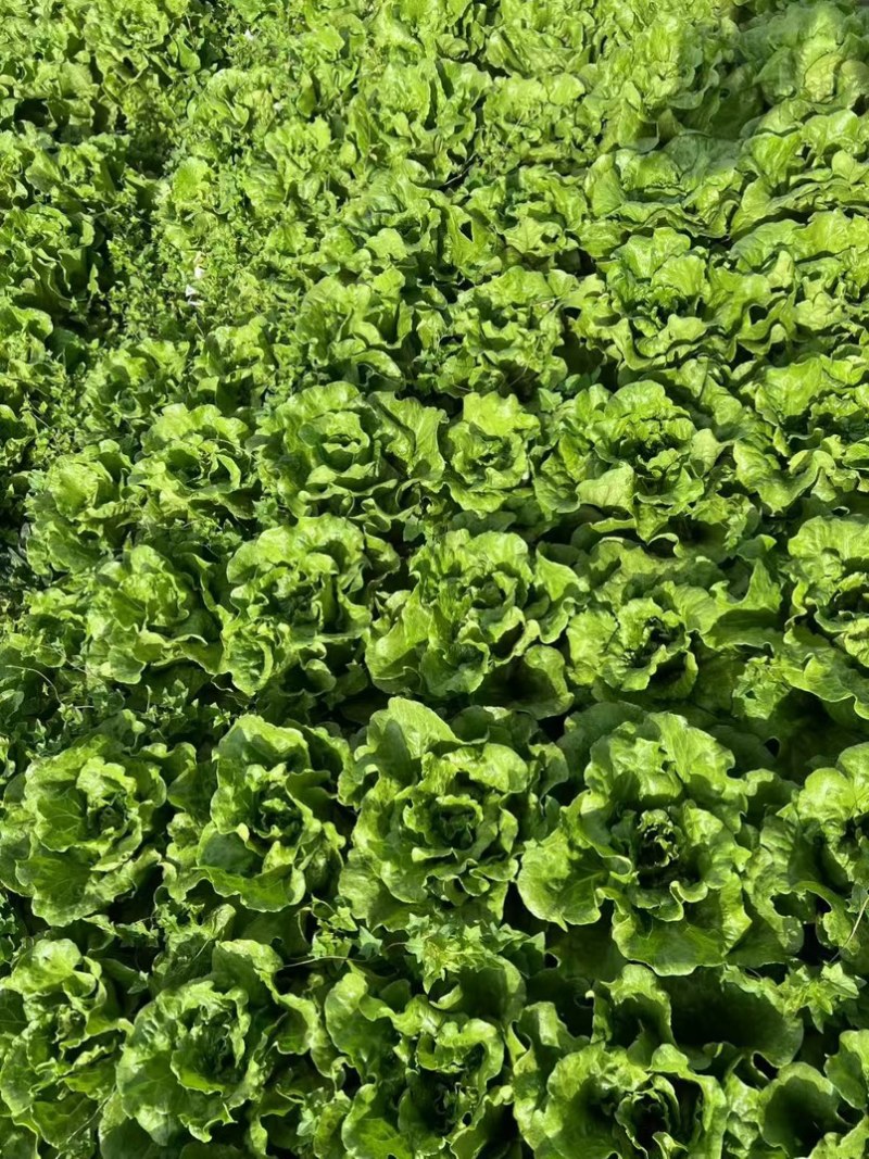 精品生菜大量有货支持电商市场