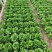精品生菜大量有货支持电商市场