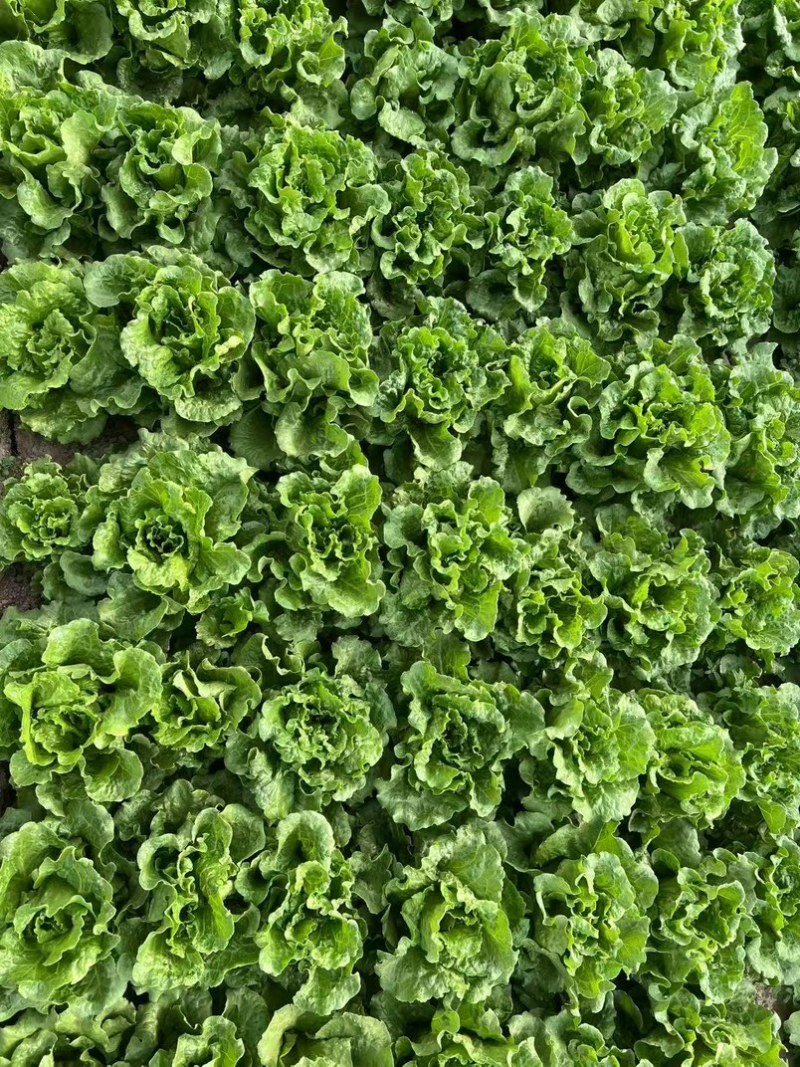 精品生菜大量有货支持电商市场