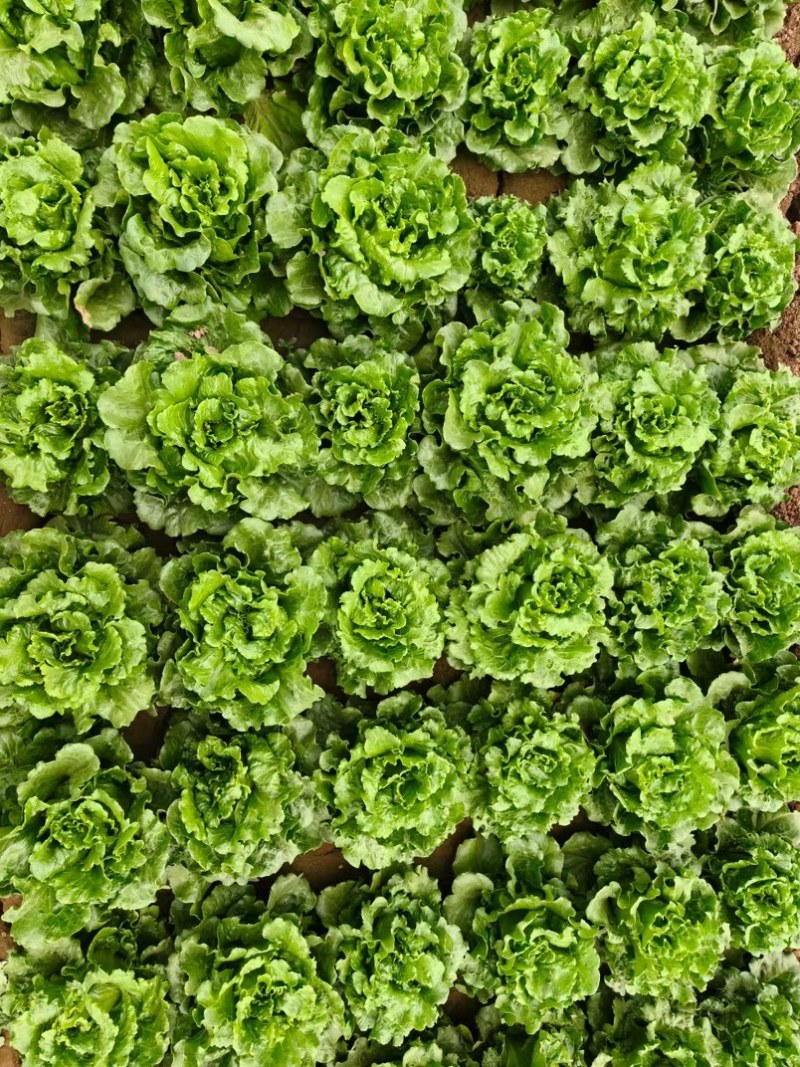 精品生菜大量有货支持电商市场