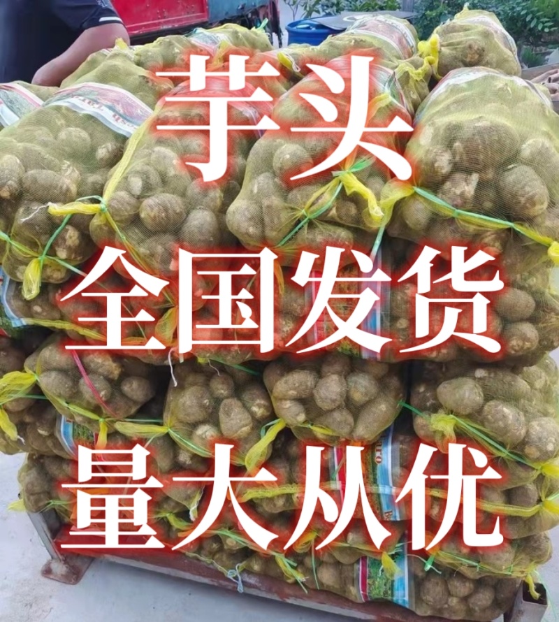 毛芋头/山东毛芋头8520【规格齐全/常年供应】代发全国
