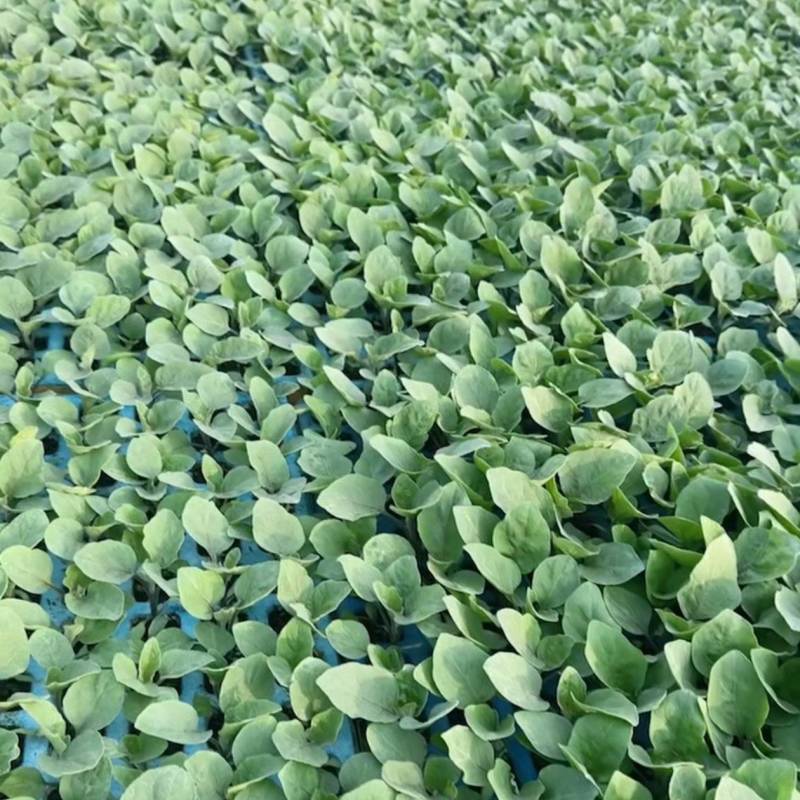 烧烤茄子苗/通海县育苗基地直供/量大从优抗病高产