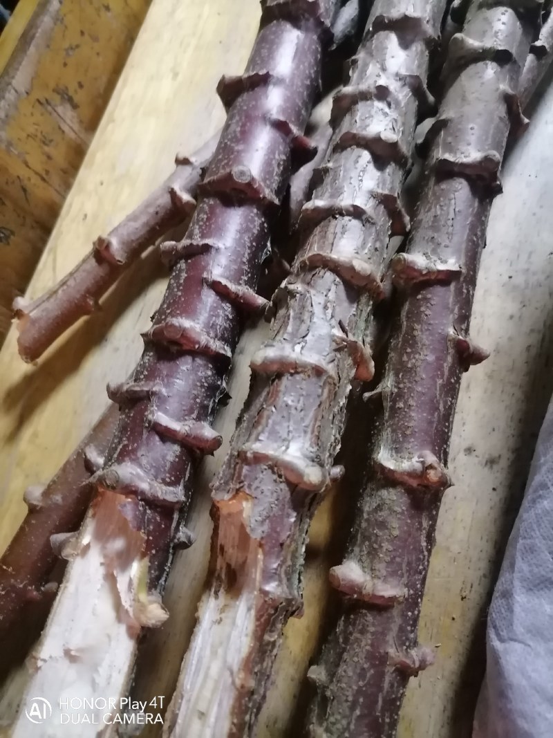 高产白肉木薯种苗