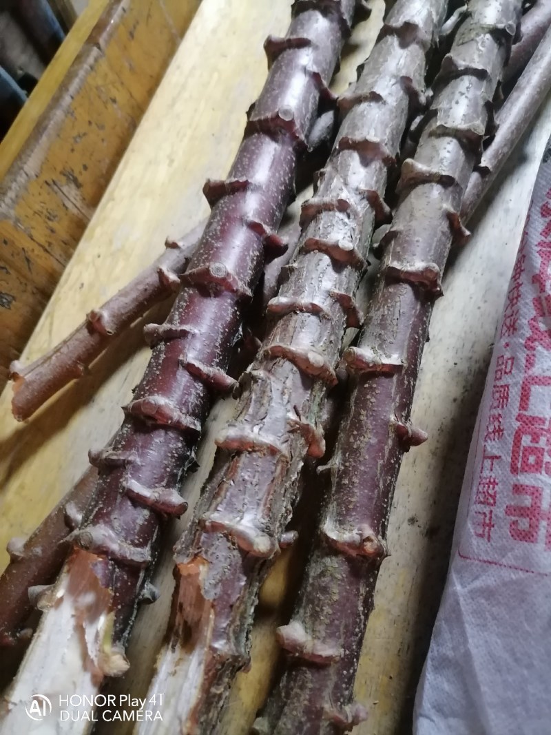 高产白肉木薯种苗