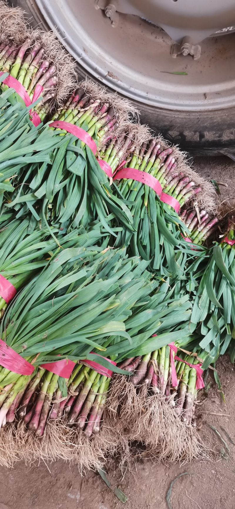 精品红根蒜苗