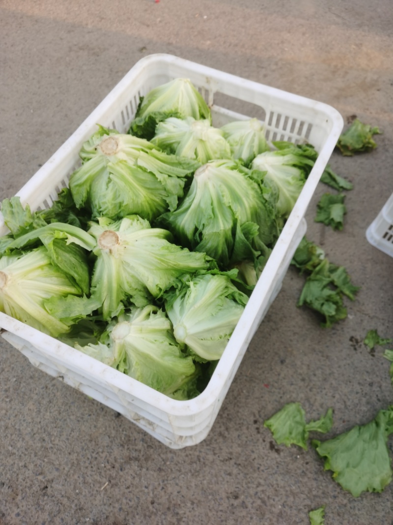 代收生菜球
