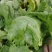 代收生菜球