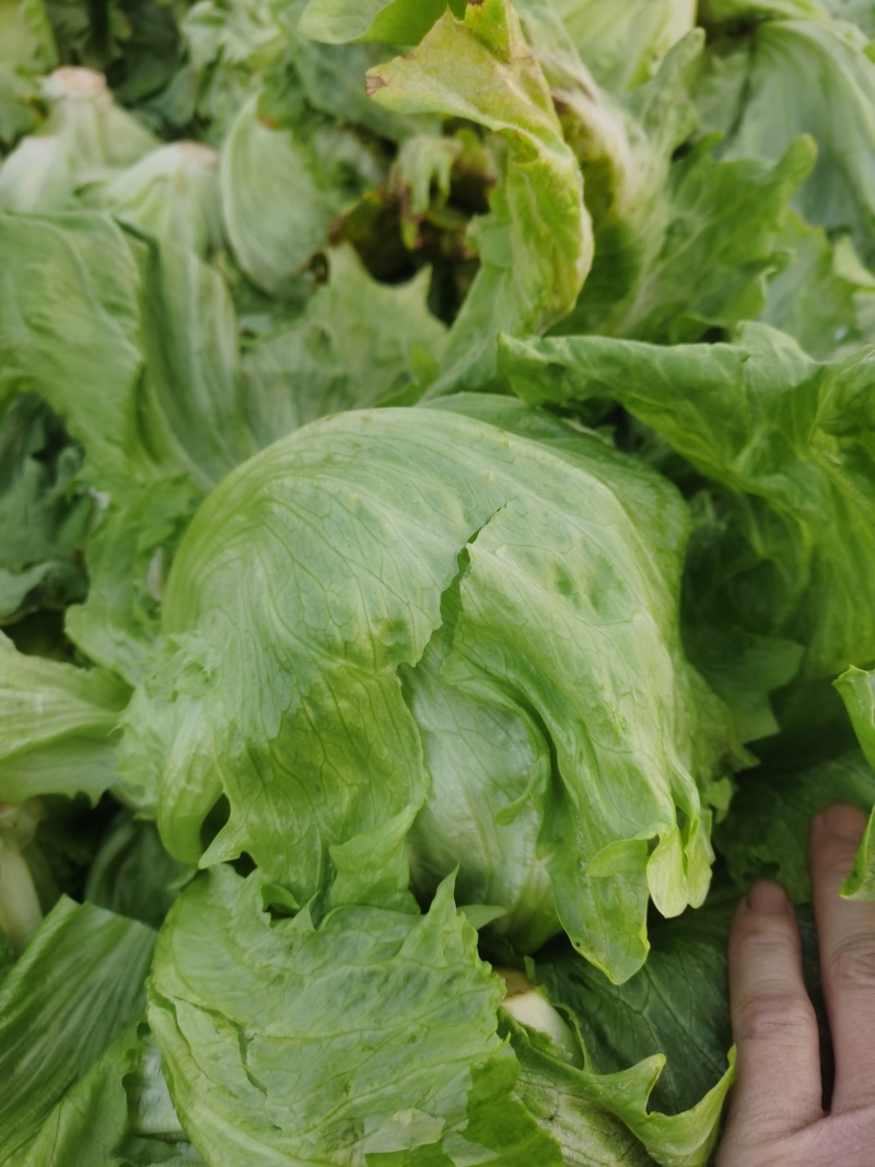 代收生菜球