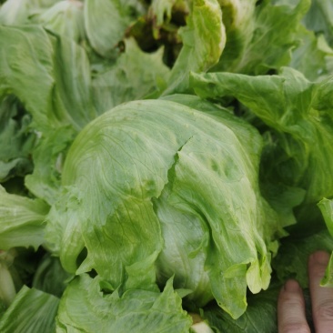 代收生菜球