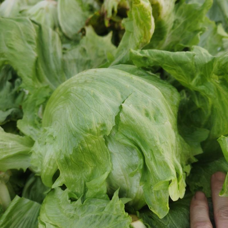 代收生菜球