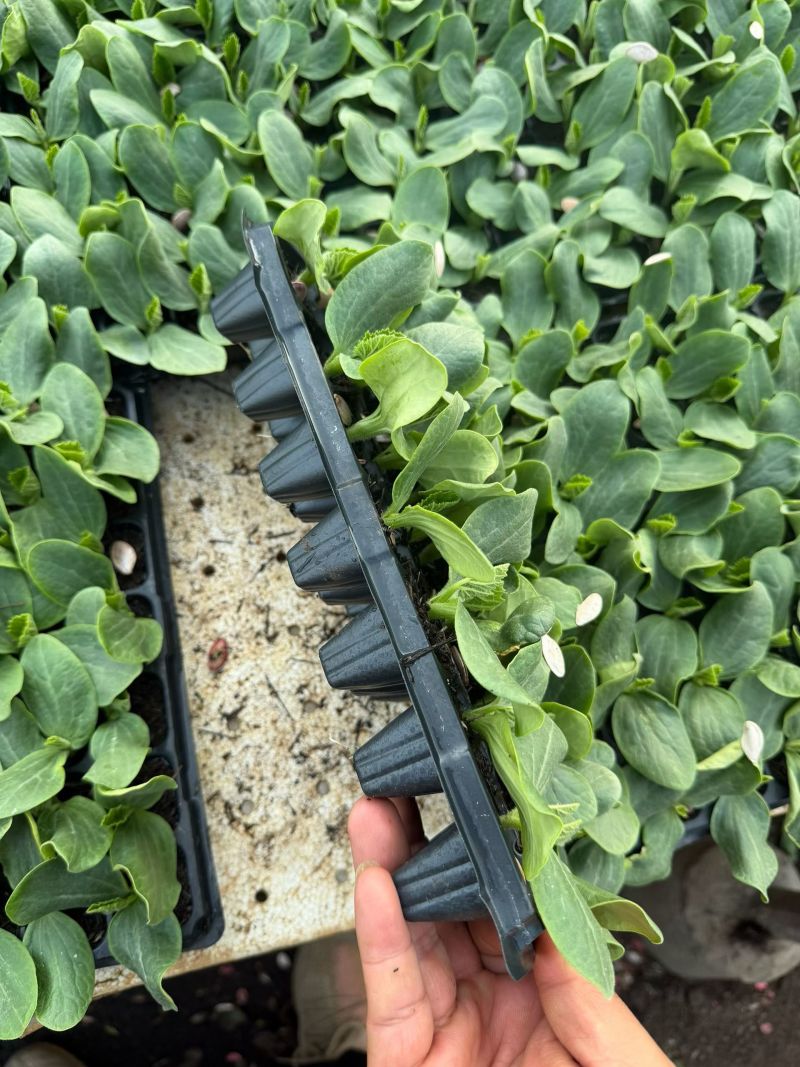 小瓜苗西葫芦苗云南通海育苗基地直供现挖现发量大从优