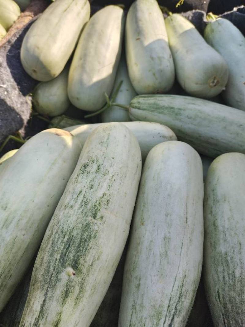 羊角蜜博洋61甜瓜主产区品质好，上货量大欢迎采购