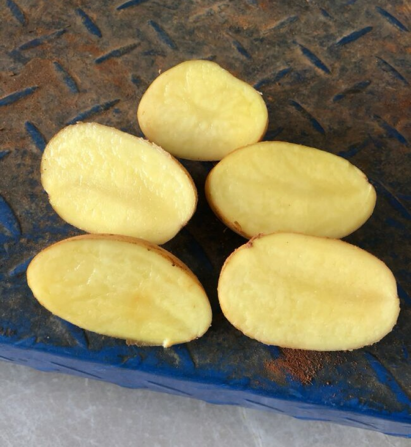 山东土豆批发【荷兰/沃土/V7】规格齐全/全国发货